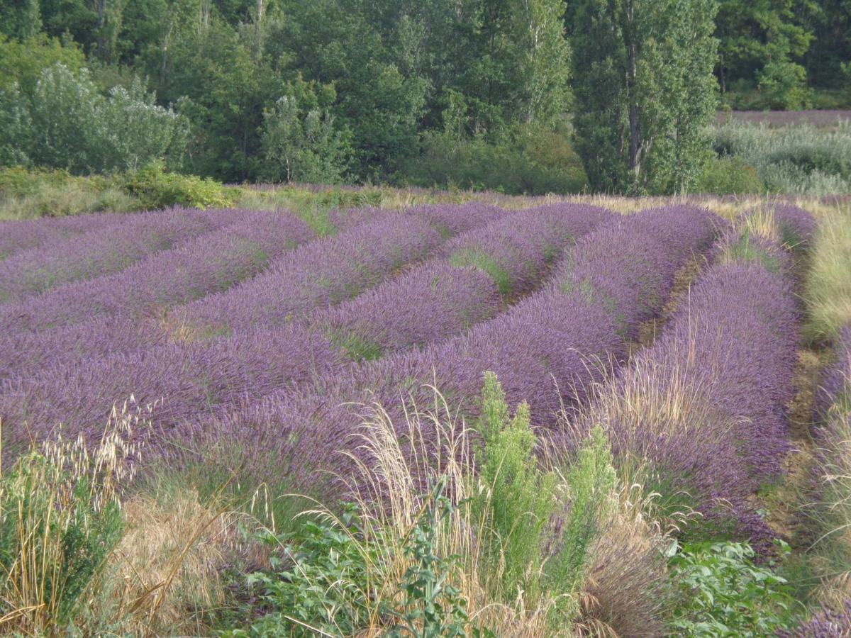 לינה וארוחת בוקר Piolenc Santolines En Provence מראה חיצוני תמונה